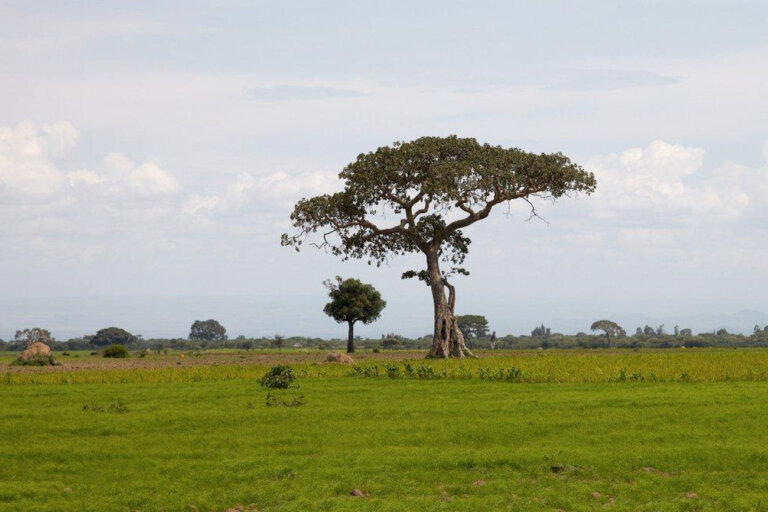 When is the best time to come to Ethiopia?